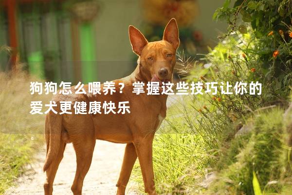 狗狗怎么喂養(yǎng)？掌握這些技巧讓你的愛犬更健康快樂