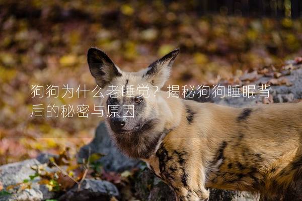 狗狗為什么老睡覺?揭秘狗狗睡眠背后的秘密與原因 狗狗為什么老睡覺?揭秘狗狗睡眠背后的秘密與原因