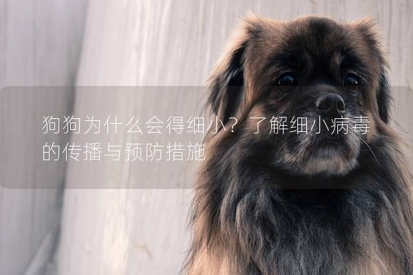 狗狗為什么會得細小？了解細小病毒的傳播與預防措施