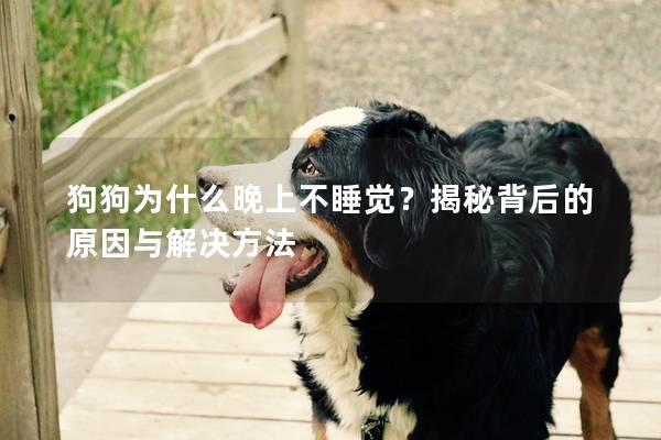 狗狗為什么晚上不睡覺？揭秘背后的原因與解決方法