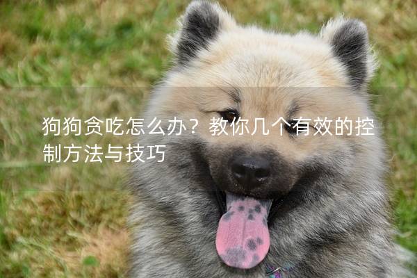 狗狗貪吃怎么辦？教你幾個有效的控制方法與技巧
