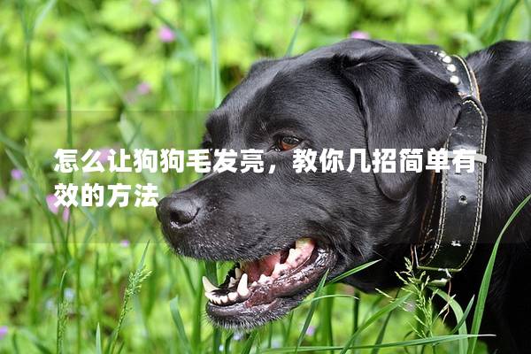 怎么讓狗狗毛發亮，教你幾招簡單有效的方法