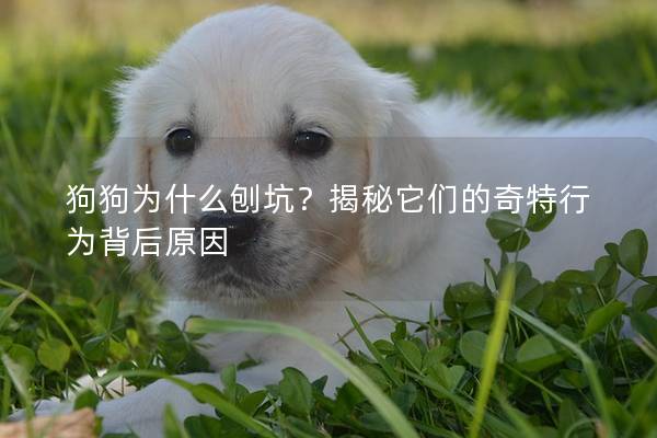 狗狗為什么刨坑？揭秘它們的奇特行為背后原因