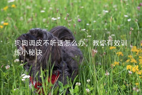 狗狗調皮不聽話怎么辦,教你有效訓練小秘訣 狗狗調皮不聽話怎么辦,教你有效訓練小秘訣