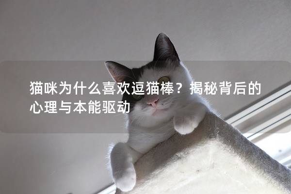 貓咪為什么喜歡逗貓棒？揭秘背后的心理與本能驅(qū)動