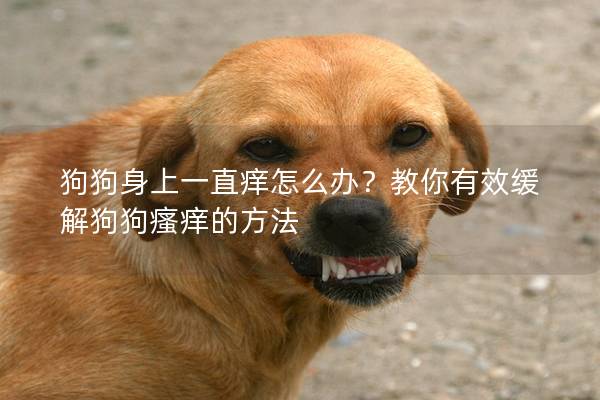 狗狗身上一直癢怎么辦？教你有效緩解狗狗瘙癢的方法
