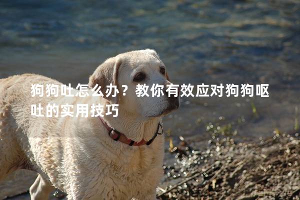 狗狗吐怎么辦？教你有效應(yīng)對(duì)狗狗嘔吐的實(shí)用技巧