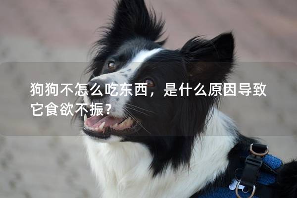 狗狗不怎么吃東西，是什么原因導致它食欲不振？