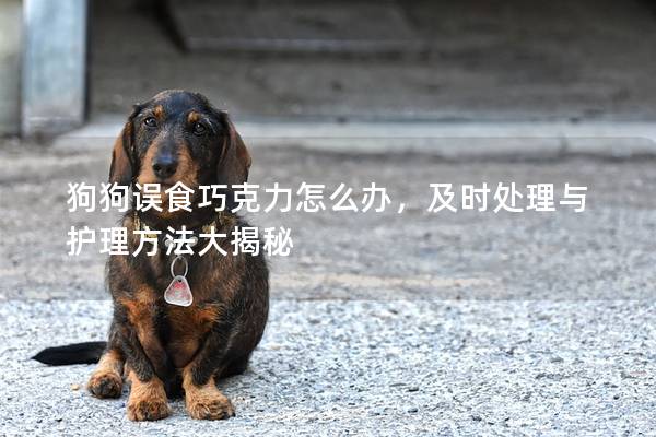 狗狗誤食巧克力怎么辦，及時處理與護理方法大揭秘