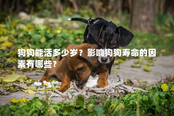 狗狗能活多少歲？影響狗狗壽命的因素有哪些？