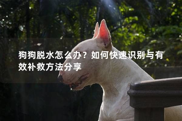 狗狗脫水怎么辦？如何快速識別與有效補救方法分享