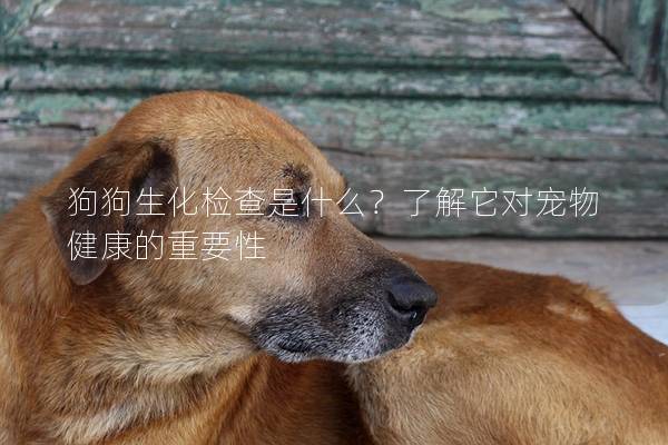 狗狗生化檢查是什么？了解它對寵物健康的重要性