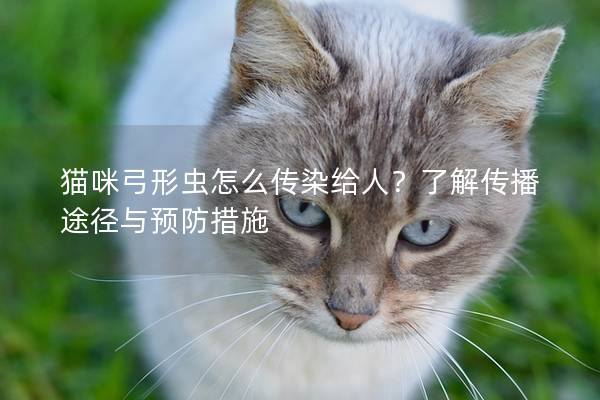 貓咪弓形蟲怎么傳染給人？了解傳播途徑與預防措施