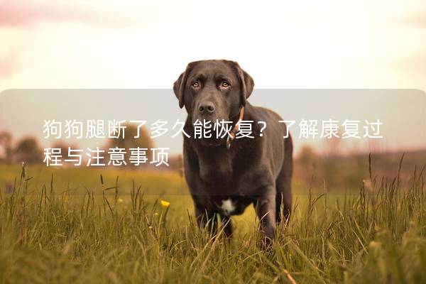 狗狗腿斷了多久能恢復？了解康復過程與注意事項