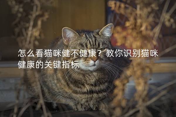 怎么看貓咪健不健康？教你識別貓咪健康的關鍵指標