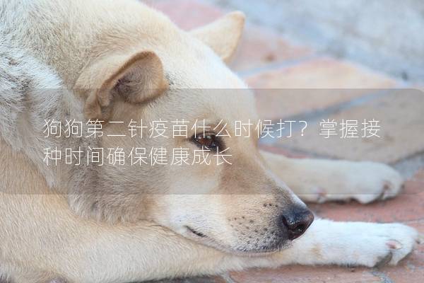 狗狗第二針疫苗什么時候打？掌握接種時間確保健康成長