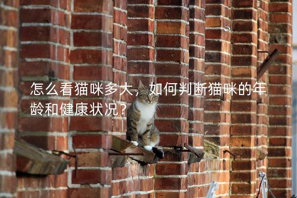 怎么看貓咪多大，如何判斷貓咪的年齡和健康狀況？