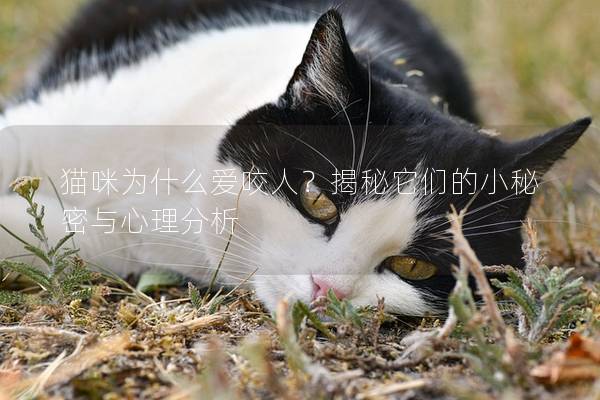貓咪為什么愛咬人？揭秘它們的小秘密與心理分析