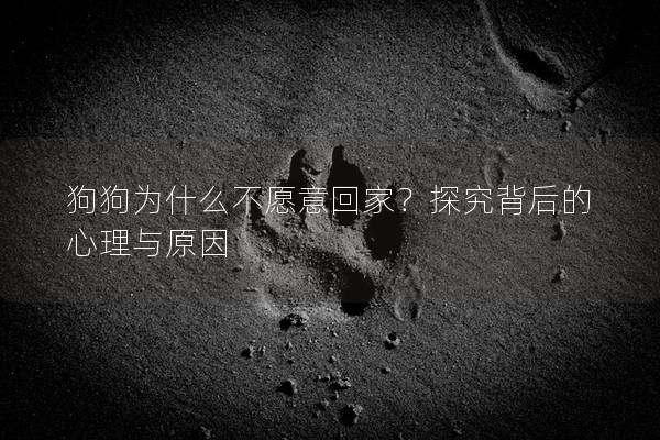狗狗為什么不愿意回家？探究背后的心理與原因