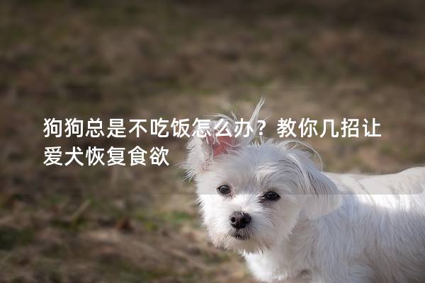 狗狗總是不吃飯怎么辦？教你幾招讓愛犬恢復食欲