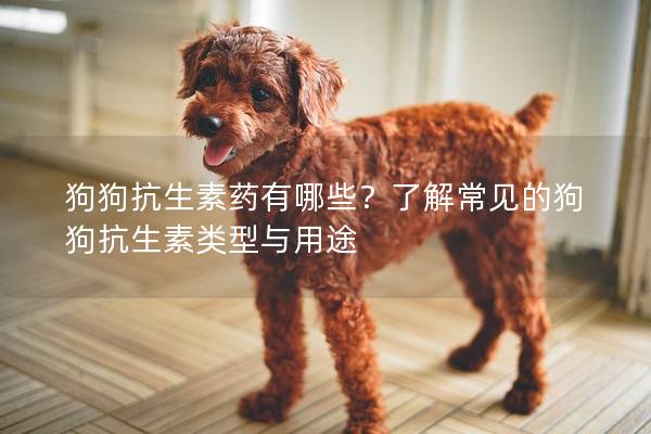狗狗抗生素藥有哪些？了解常見(jiàn)的狗狗抗生素類型與用途
