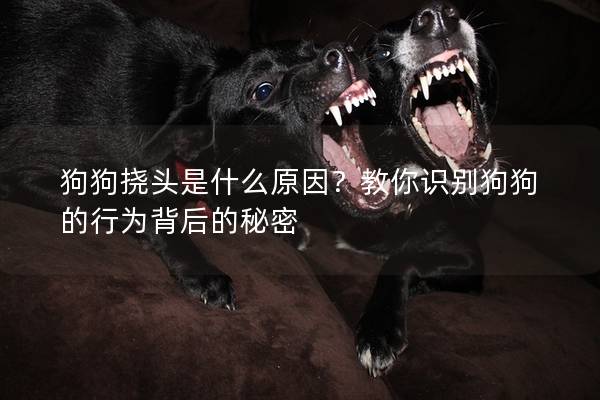 狗狗撓頭是什么原因？教你識別狗狗的行為背后的秘密