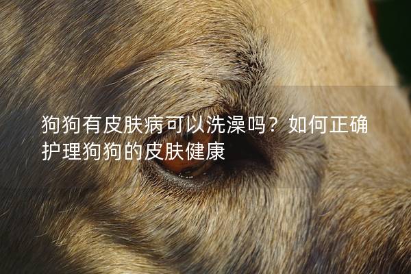 狗狗有皮膚病可以洗澡嗎？如何正確護理狗狗的皮膚健康