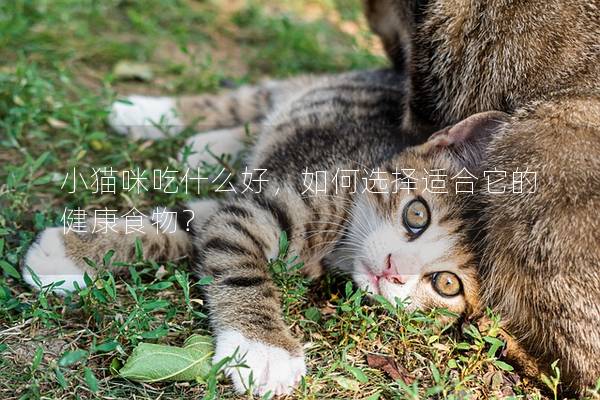 小貓咪吃什么好，如何選擇適合它的健康食物？