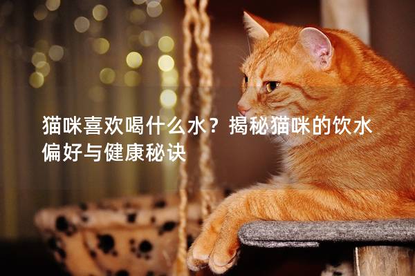 貓咪喜歡喝什么水？揭秘貓咪的飲水偏好與健康秘訣