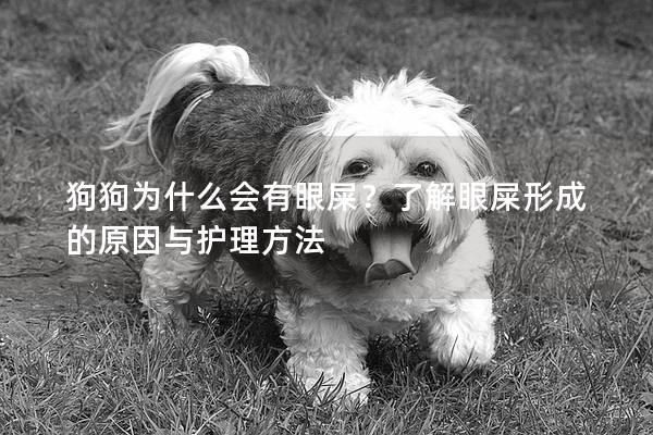 狗狗為什么會有眼屎？了解眼屎形成的原因與護理方法