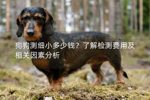 狗狗測細小多少錢？了解檢測費用及相關因素分析