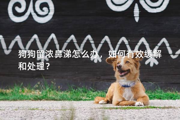 狗狗留濃鼻涕怎么辦，如何有效緩解和處理？