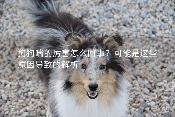 狗狗喘的厲害怎么回事？可能是這些原因導致的解析