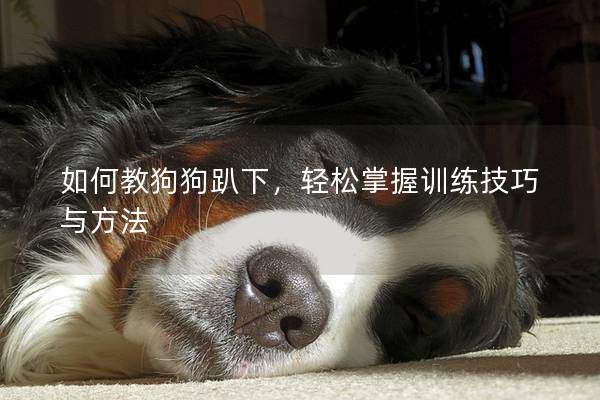 如何教狗狗趴下，輕松掌握訓練技巧與方法