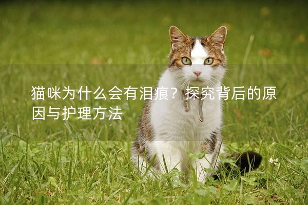 貓咪為什么會有淚痕？探究背后的原因與護理方法