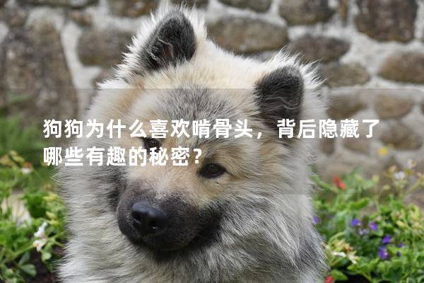 狗狗為什么喜歡啃骨頭，背后隱藏了哪些有趣的秘密？