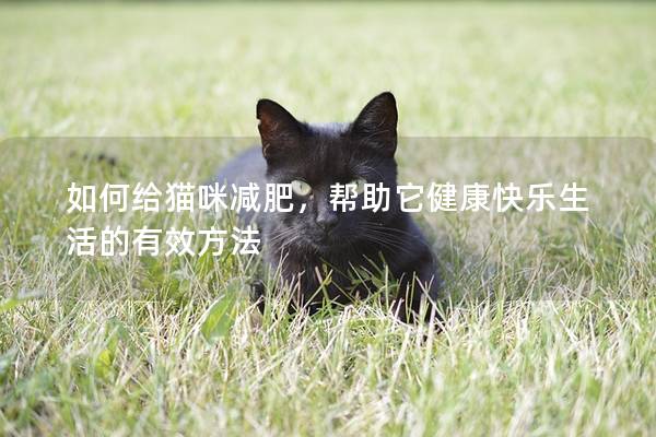 如何給貓咪減肥，幫助它健康快樂生活的有效方法