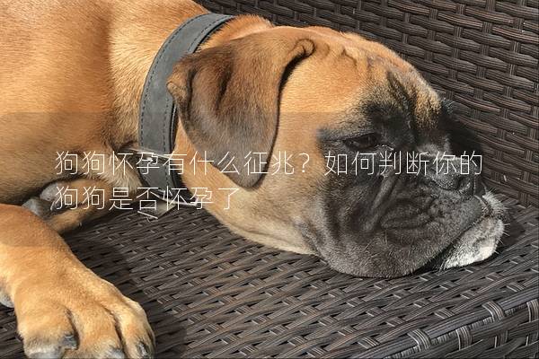 狗狗懷孕有什么征兆？如何判斷你的狗狗是否懷孕了