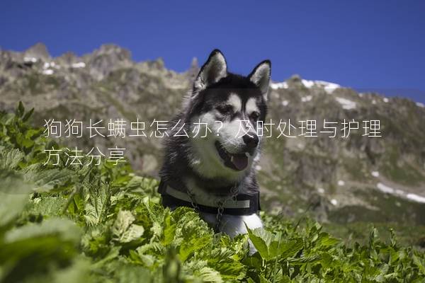 狗狗長螨蟲怎么辦？及時處理與護理方法分享