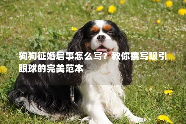 狗狗征婚啟事怎么寫？教你撰寫吸引眼球的完美范本