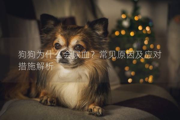 狗狗為什么會尿血？常見原因及應對措施解析
