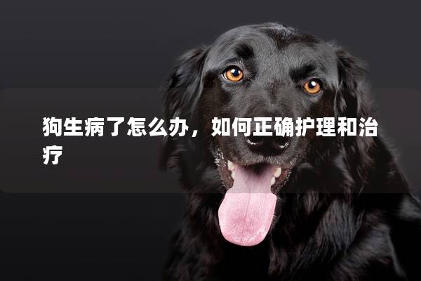 狗生病了怎么辦，如何正確護理和治療