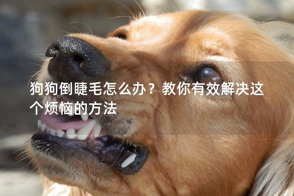 狗狗倒睫毛怎么辦？教你有效解決這個煩惱的方法