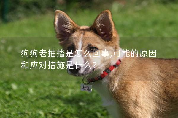 狗狗老抽搐是怎么回事,可能的原因和應(yīng)對措施是什么？