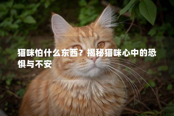 貓咪怕什么東西？揭秘貓咪心中的恐懼與不安