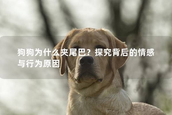狗狗為什么夾尾巴？探究背后的情感與行為原因