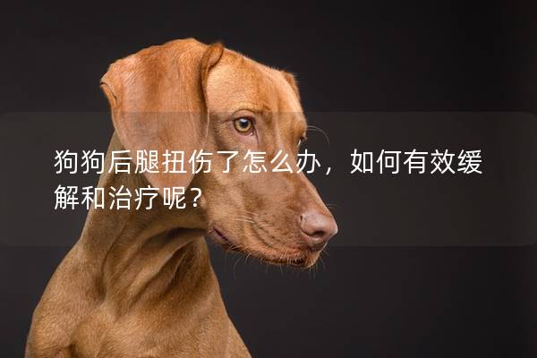 狗狗后腿扭傷了怎么辦，如何有效緩解和治療呢？