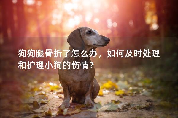 狗狗腿骨折了怎么辦,如何及時處理和護理小狗的傷情? 狗狗腿骨折了怎么辦,如何及時處理和護理小狗的傷情?