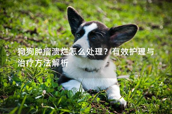 狗狗腫瘤潰爛怎么處理？有效護理與治療方法解析