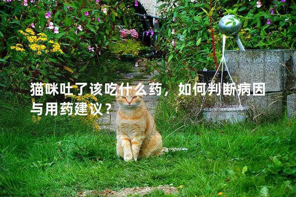 貓咪吐了該吃什么藥，如何判斷病因與用藥建議？